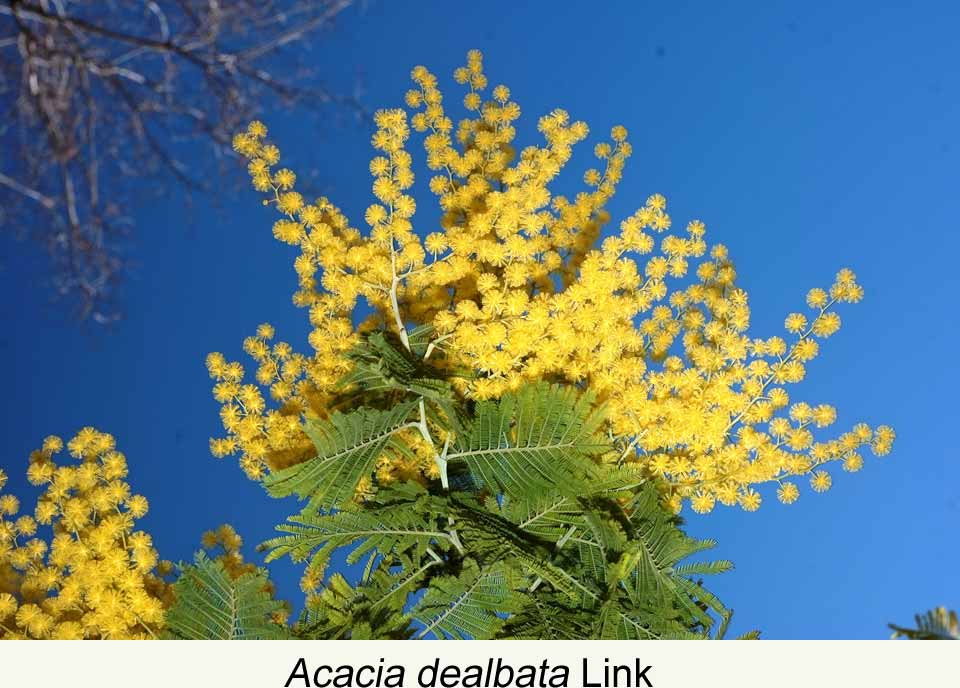 Acacia - Arbolapp