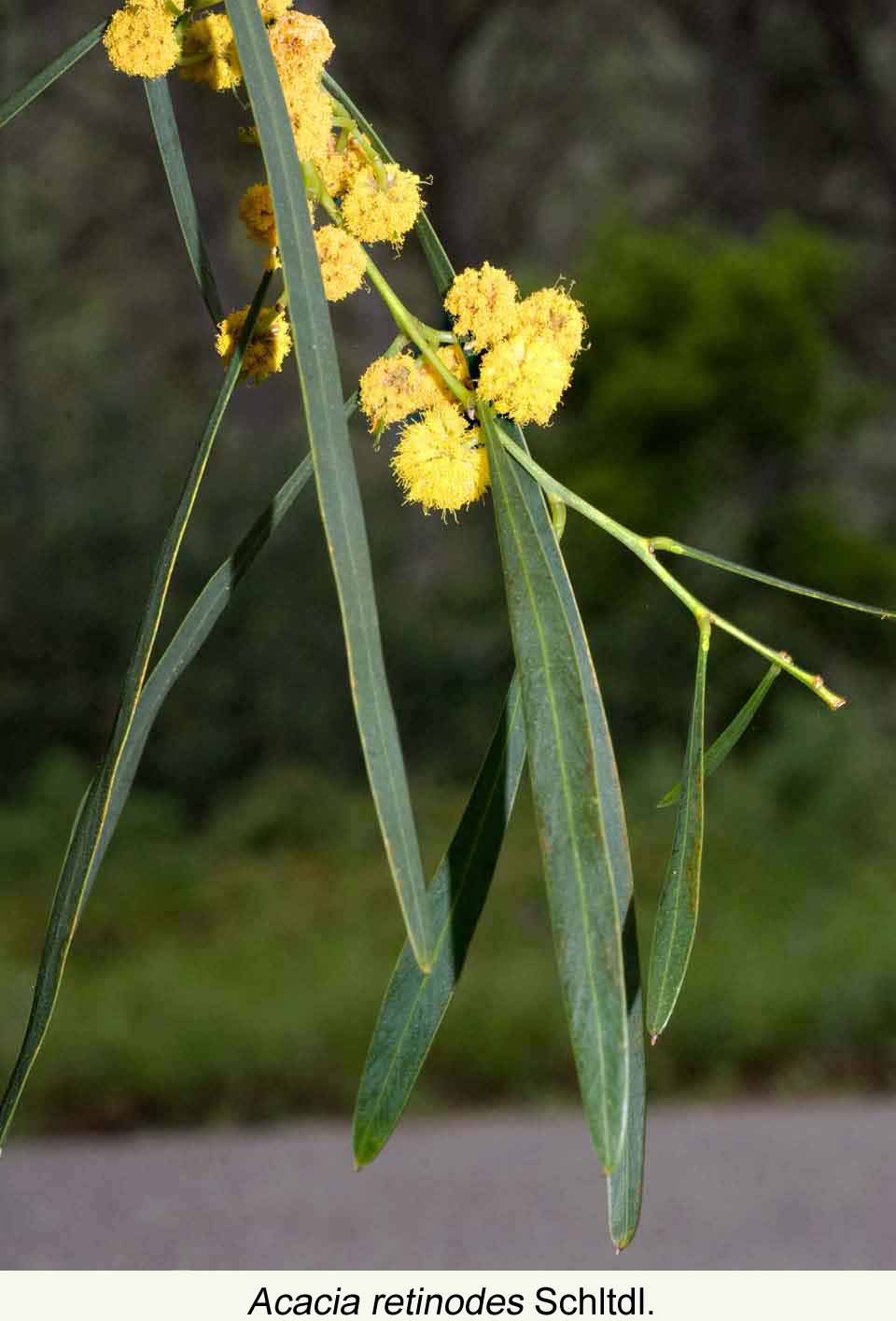 Acacia - Arbolapp