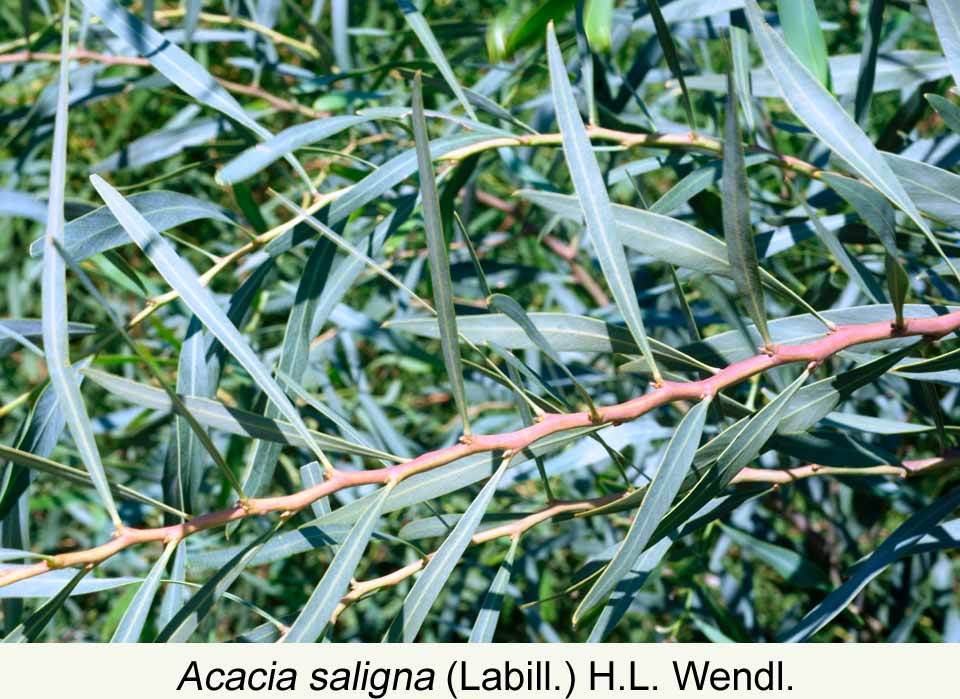 Gleditsia triacanthos - Arbolapp