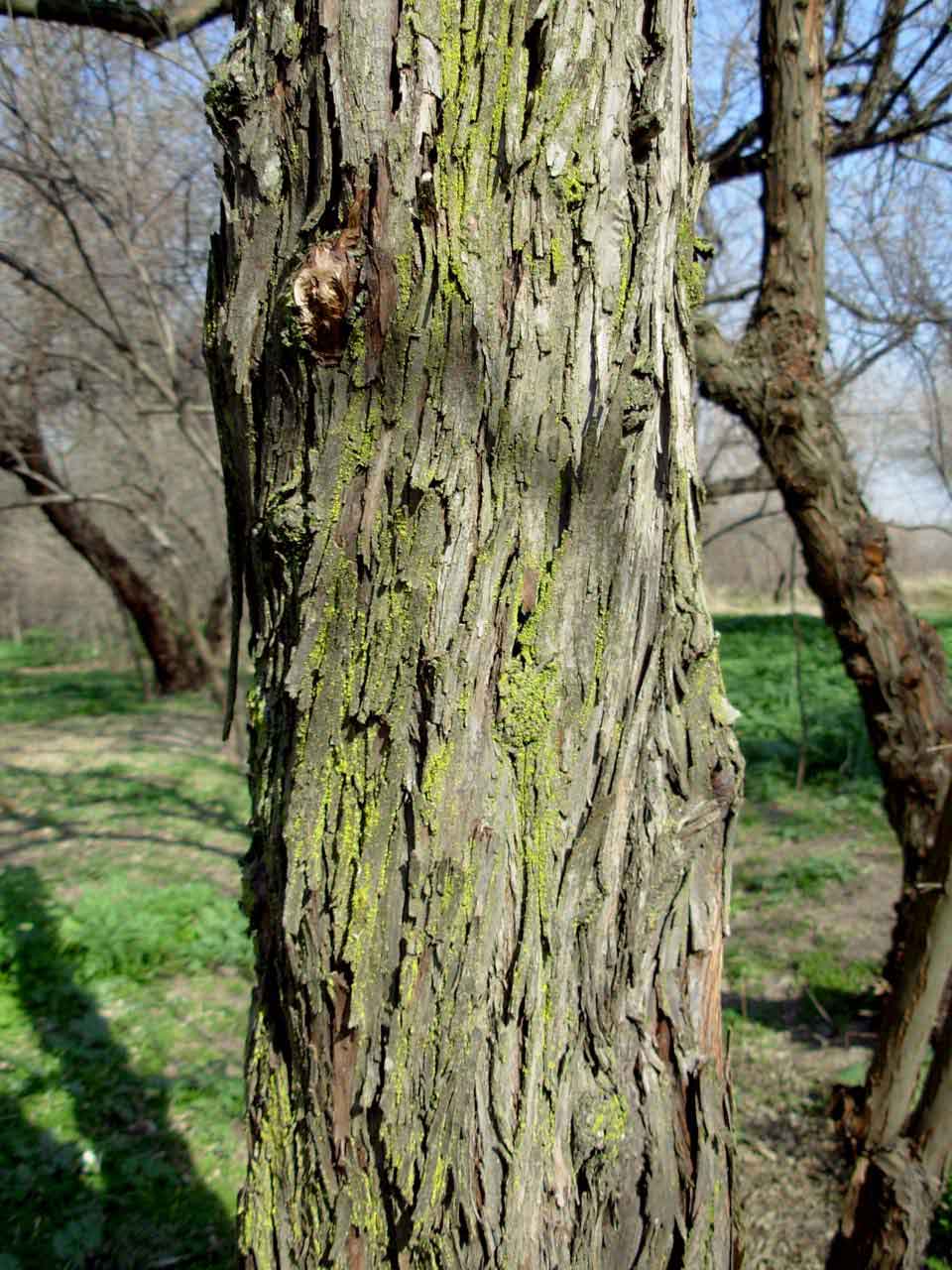 Elaeagnus angustifolia - Arbolapp