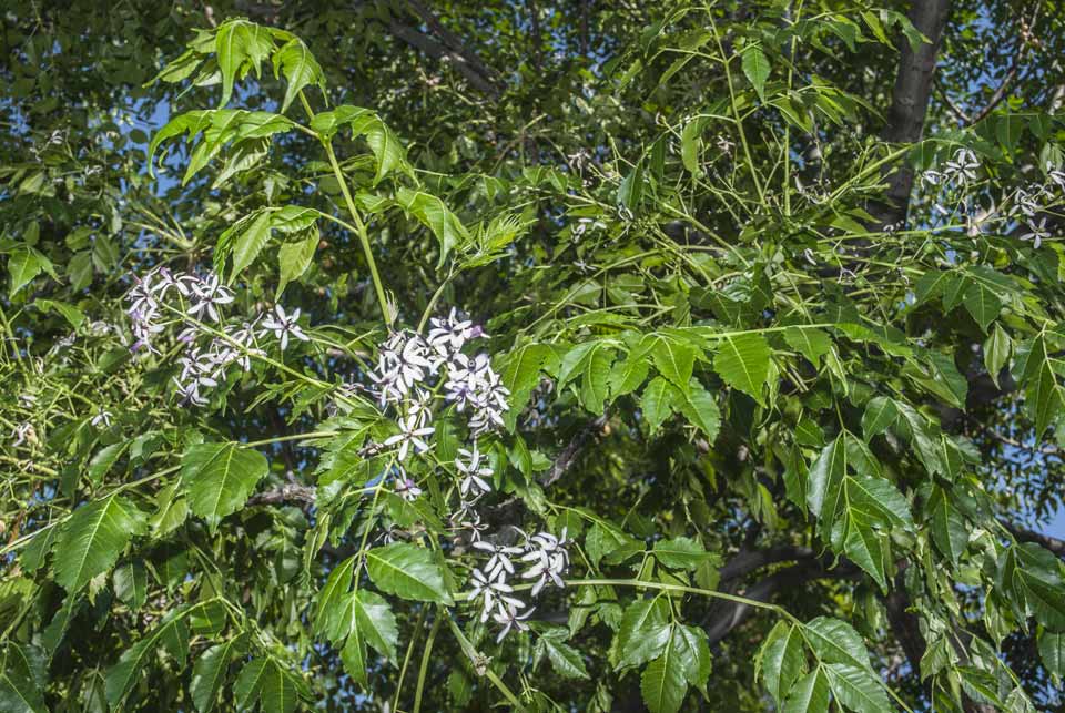 Gleditsia triacanthos - Arbolapp