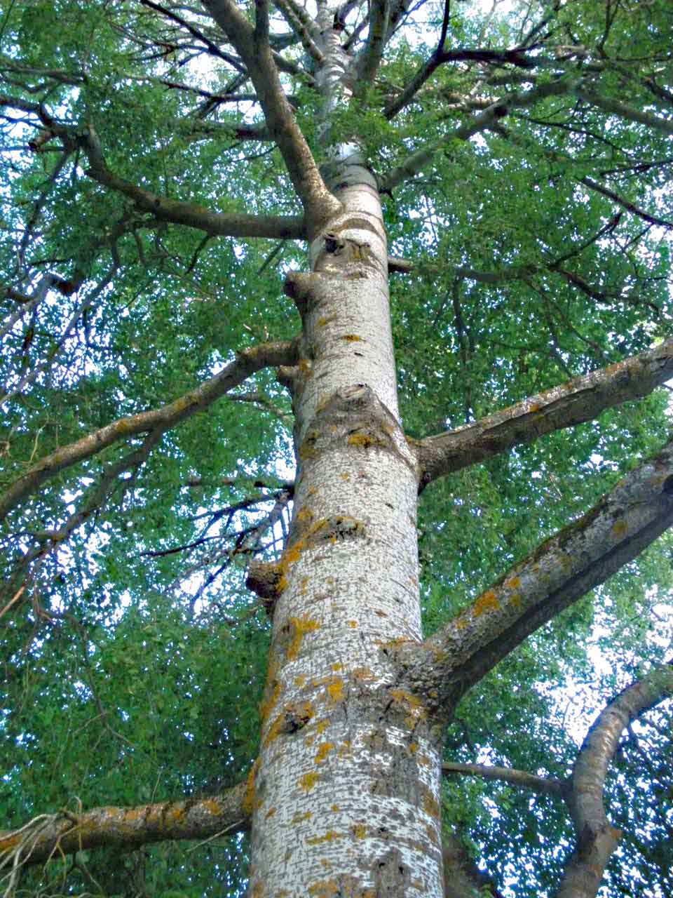 Populus alba - Arbolapp