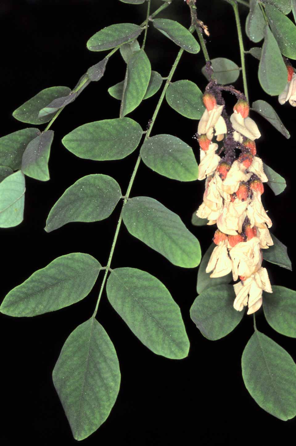 recinto De tormenta En otras palabras Robinia pseudoacacia - Arbolapp