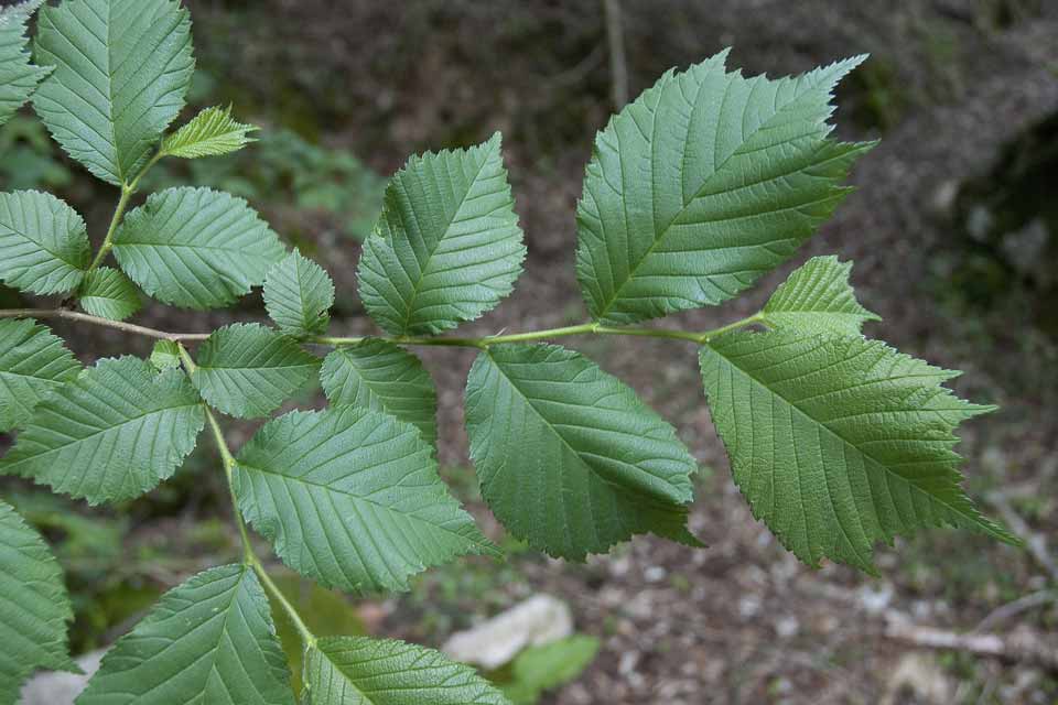 Wych Elm, Winter Twig - Ulmus glabra